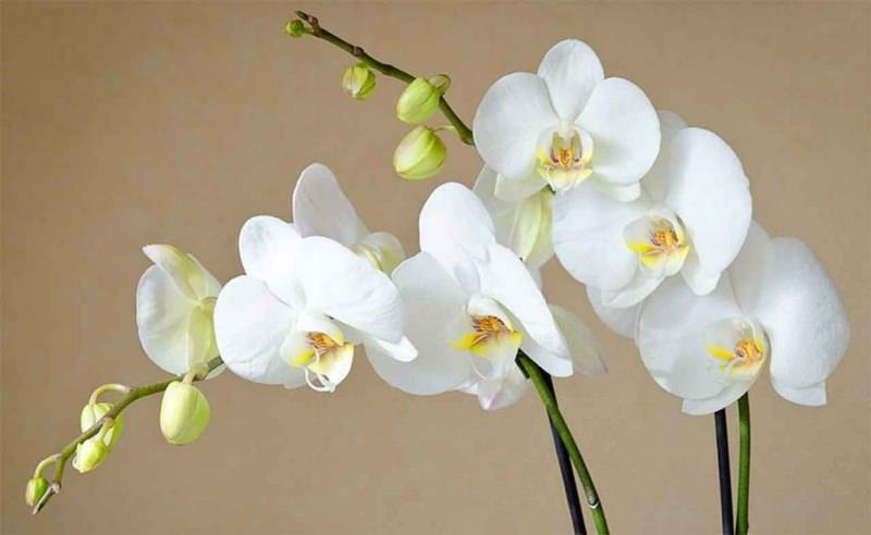 hvordan man plejer orkideer