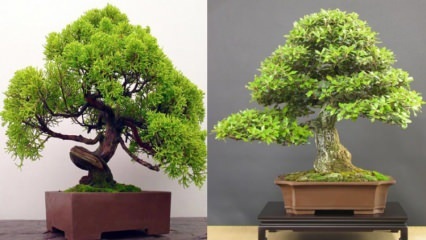 Hvordan man dyrker et bonsai-træ? Sådan plejer du bonsai træ Bonsai træ funktioner 