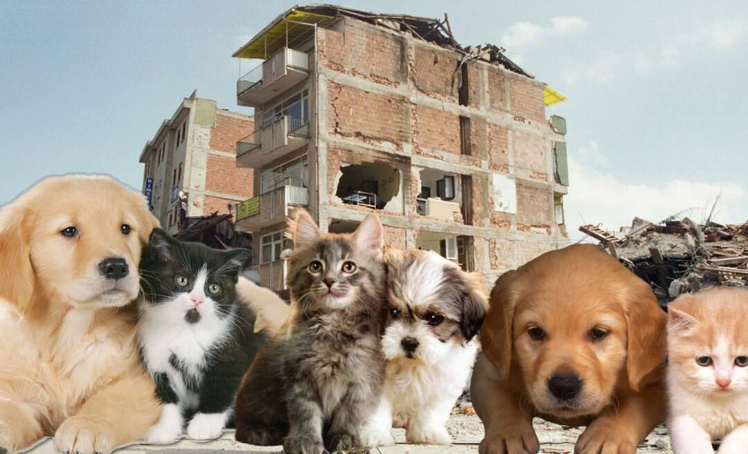 Hvad skal de, der har kæledyr, gøre før og efter jordskælvet? Dem, der har et kæledyr på tidspunktet for jordskælvet
