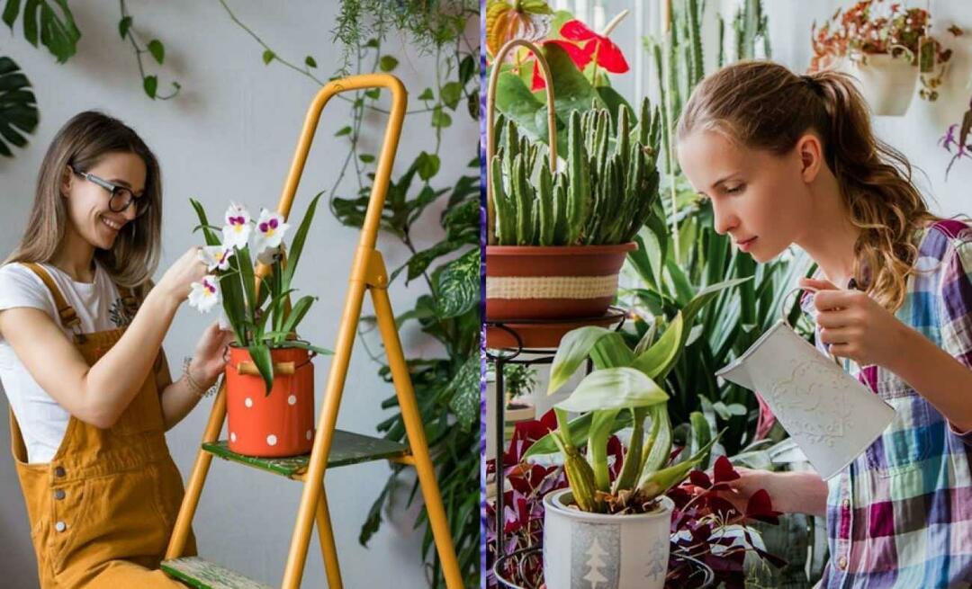 Hvad er novemberblomsterne? Brugen af ​​blomster i efterårssæsonen boligindretning