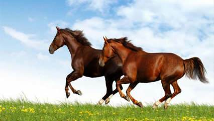 Hvad betyder det at se en hest i en drøm? Betydningen af ​​at ride en hest i en drøm ifølge Diyanet