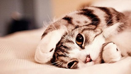 Hvordan forhindres stress fra katte? Sådan forhindres kattehårudslip? 