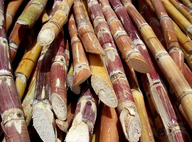 fordele ved sukkerrør