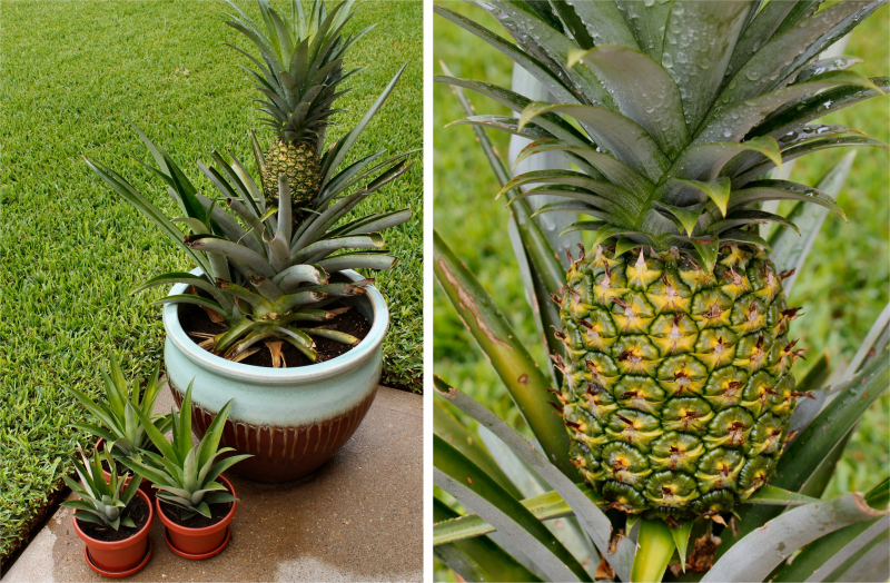 Hvordan man dyrker ananas derhjemme? Hvordan er ananas rodfæstet gjort?