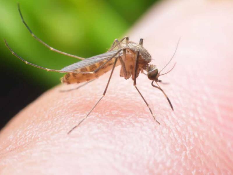Hvordan gør man naturlig mygafvisende derhjemme? Naturlige flyafvisende opskrifter