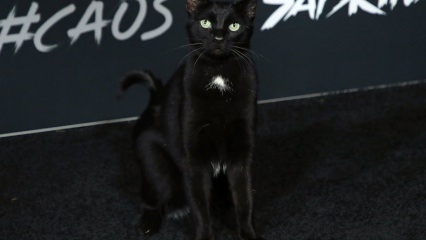 En sort kat ved Hollywood-premieren ...