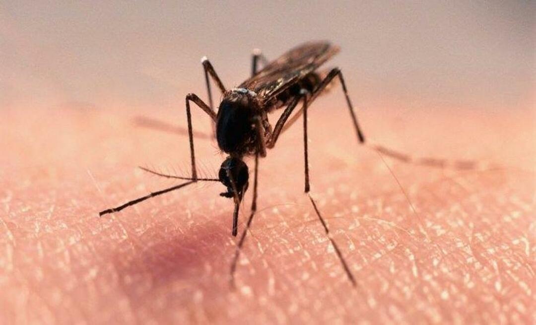 Naturlig formel til at slippe af med myg