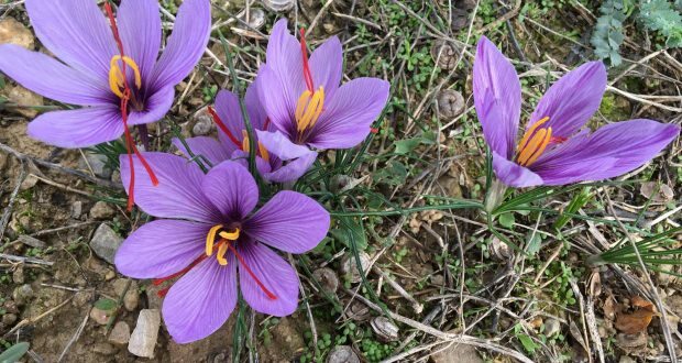 HVAD ER FORDELE I SAFRAN-BLOMST