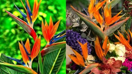 Hvordan kan man passe på blomsten af ​​paradisets fugl