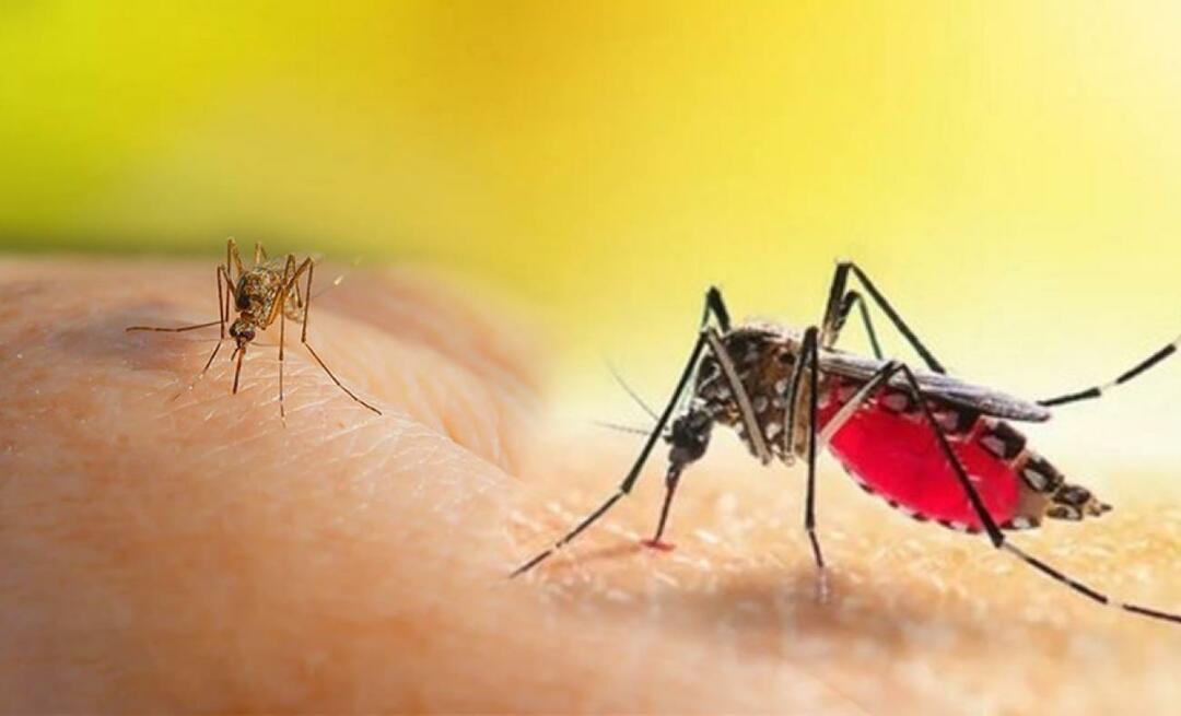 Hvad er symptomerne på et Aedes-myggestik? Måder at undgå et Aedes-myggestik?