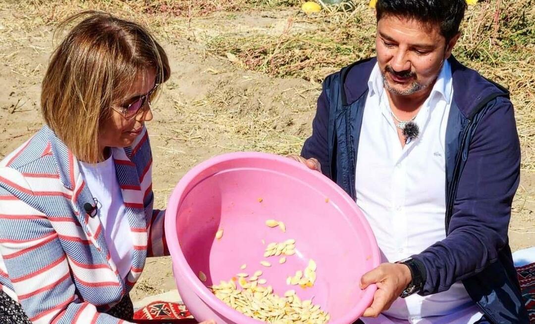 Græskarfrø til snacks blev høstet i Nevşehir!