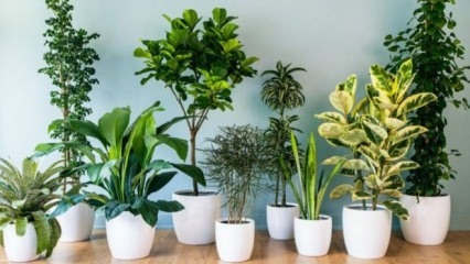 8 planter, der er lette at vedligeholde