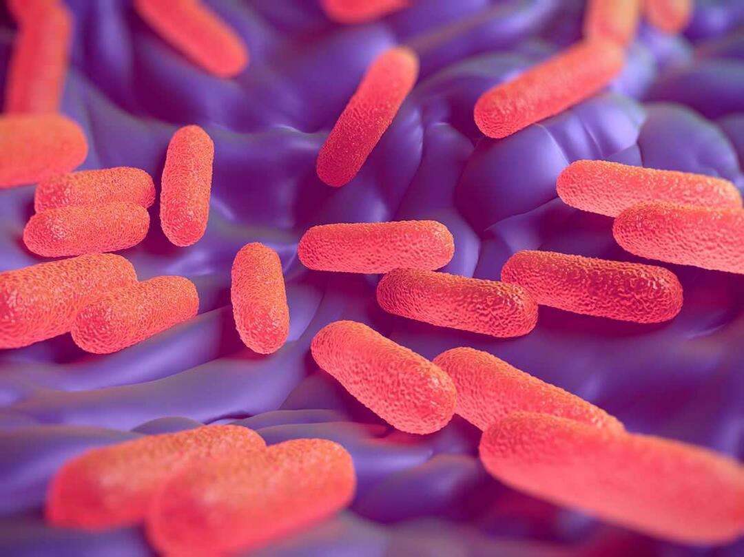 Hvad er Salmonella-bakterier? Hvad er symptomerne på Salmonella?