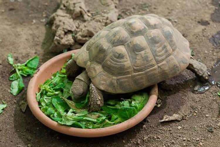 Hvad spiser skildpadden, og hvordan fodrer den? Hvad er de fødevarer, som skildpadden elsker?