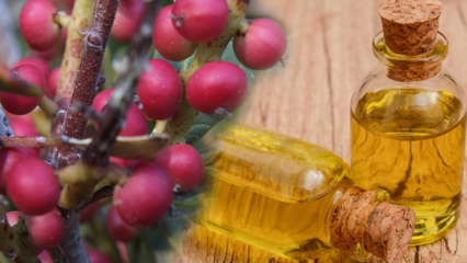 Hvad er fordelene ved Çitlembik (Menengiç) frugt? Hvad gør citlemob olie?