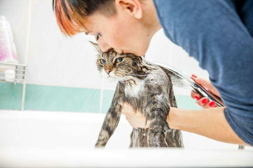 Metoder til vask af katte