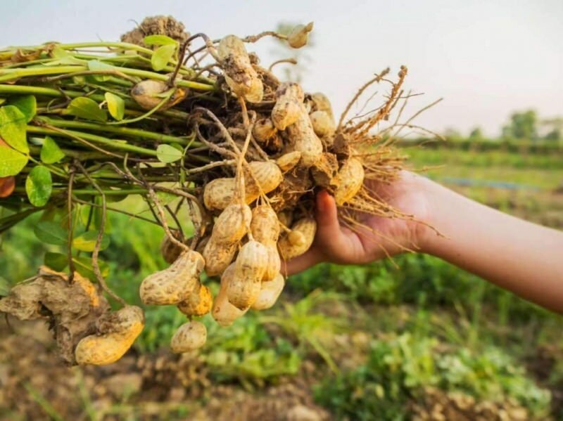Hvad er fordelene ved jordnødder? Hvis du spiser en håndfuld jordnødder om dagen ...