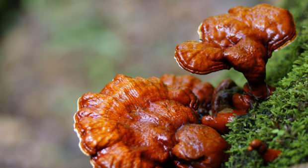 hvordan man spiser reishi-svampe