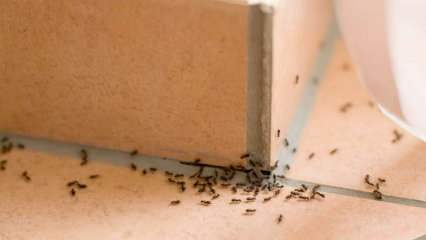 Effektiv metode til fjernelse af myrer derhjemme! Hvordan kan myrer ødelægges uden at dræbe? 