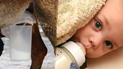 Hvilken mælk er tættest på modermælken? Hvad gives babyen i modermælksmangel?