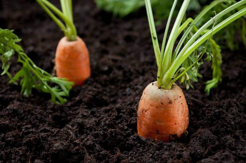 Hvordan dyrker gulerødder i gryder derhjemme? Guleroddyrkningsmetoder i gryder