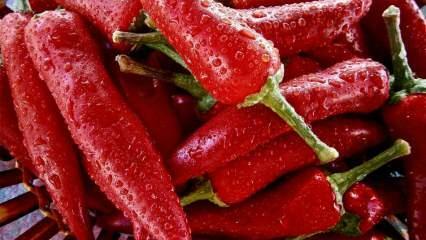 Forlænger levetiden: Hvad er fordelene ved varm peber? Hvad sker der, hvis du spiser cayennepeber regelmæssigt?