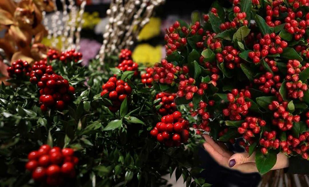 Hvad er cola? Hvor kan man købe cochina blomst? Hvor kan man købe den smukkeste cochina-blomst?