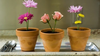 Blomster der skal plejes hjemme i forårssæsonen