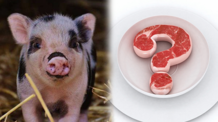 Er svinekød forbudt, hvorfor er svinekød forbudt? Opmærksomhed på svinekødmærker!