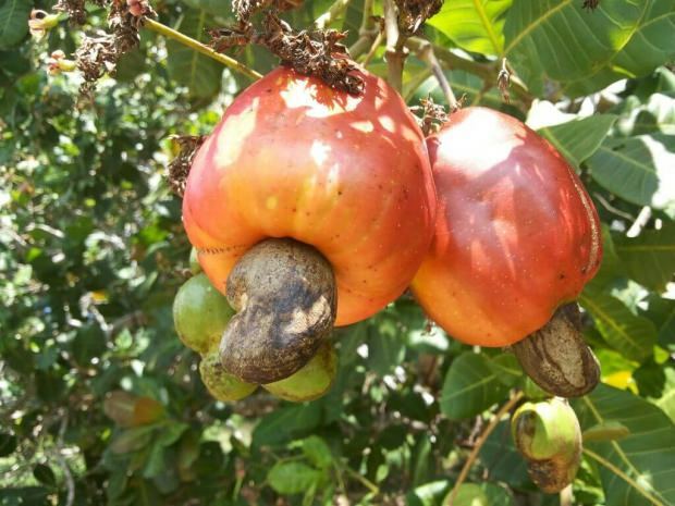 Fordelene ved cashewnødder 