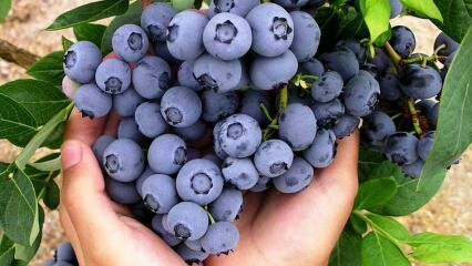 Hvad er fordelene ved blåbær? Hvordan laver man blåbær te? Blåbær, der renser blodet