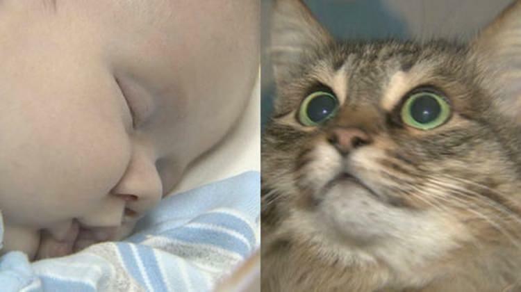 Den omstrejfende kat reddede babyens liv!