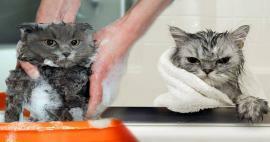 Vasker katte sig? Hvordan vasker man katte? Er det skadeligt at bade katte?