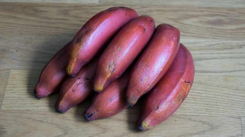 røde bananer bliver lilla, når de modnes