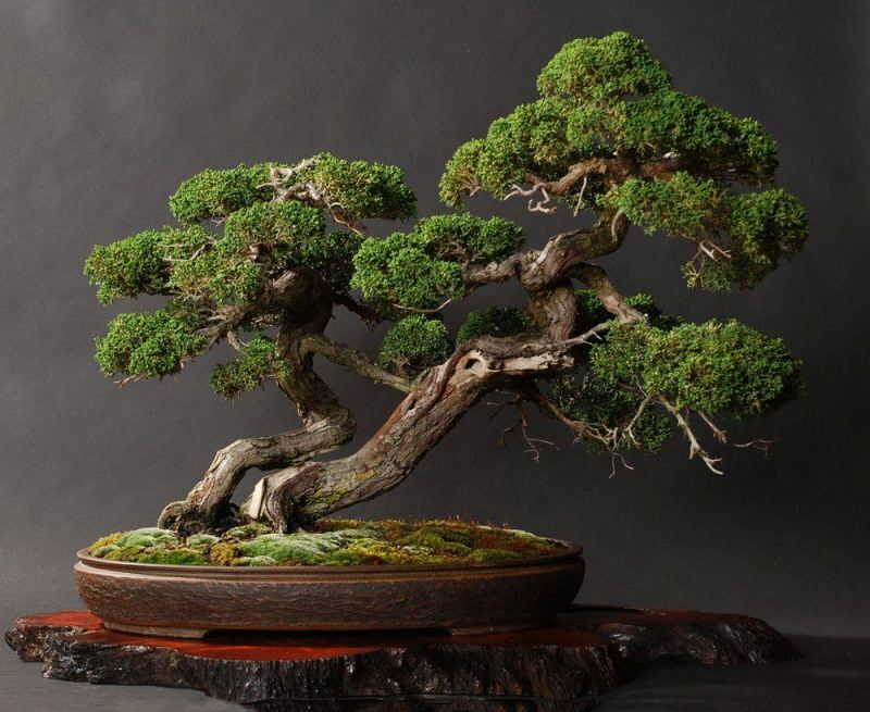 Hvordan man dyrker et bonsai-træ? Sådan plejer du bonsai træ Bonsai træ funktioner