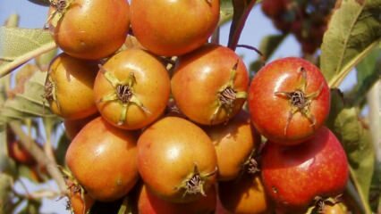 Hvad er fordelene ved hagtornsfrugt? Hvis du regelmæssigt spiser hagtorneddike ...