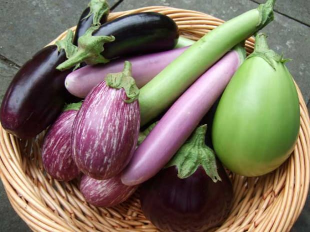 Fordelene ved aubergine stængler