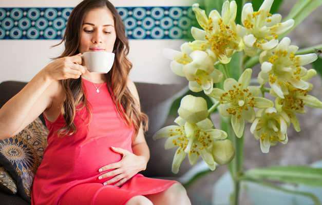 Forslag til urtete under graviditet fra Saraçoğl! Er det skadeligt for gravide at drikke urtete?