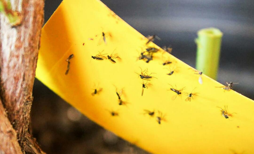 Den definitive løsning på insekter derhjemme! Hvordan forhindrer man små fluer i at flyve derhjemme?