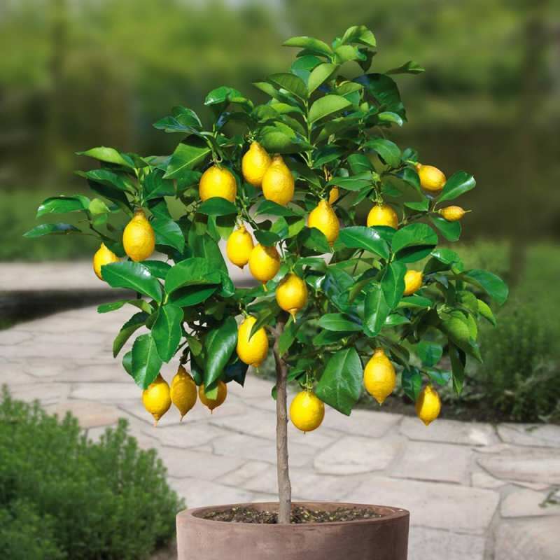 Hvordan dyrker man citroner i gryder derhjemme? Tip til dyrkning og vedligeholdelse af citroner