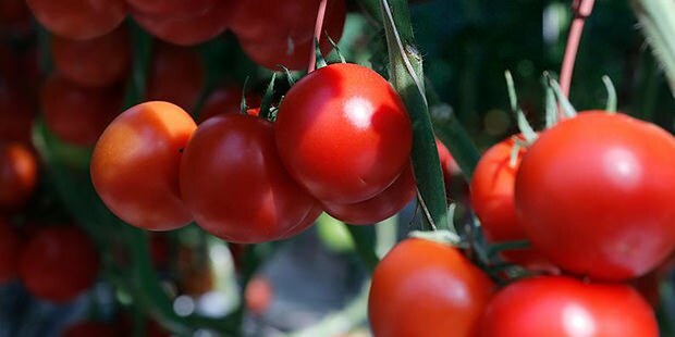 Er tomat til gavn for huden?