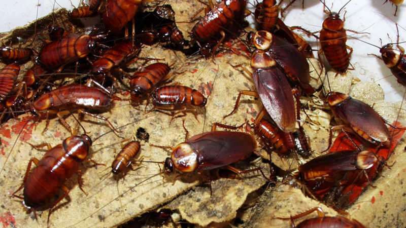 Sådan behandles kakerlakker derhjemme | Hvordan ødelægger kakerlakker?