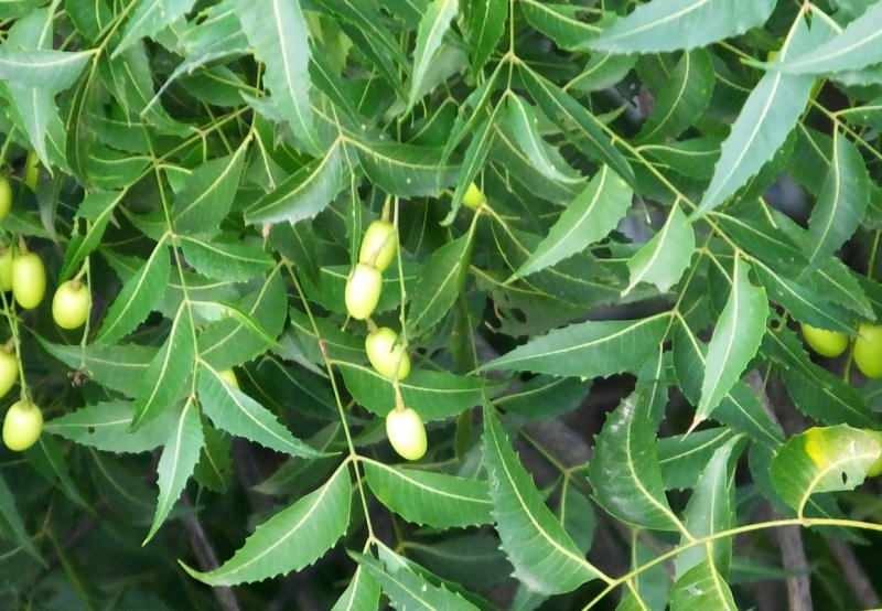 neem-træ fjerner giftstoffer fra kroppen