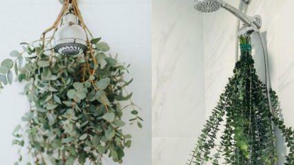 Hvordan hænger man eukalyptus i bruseren? Måder at bruge eukalyptus i badeværelsesindretning!