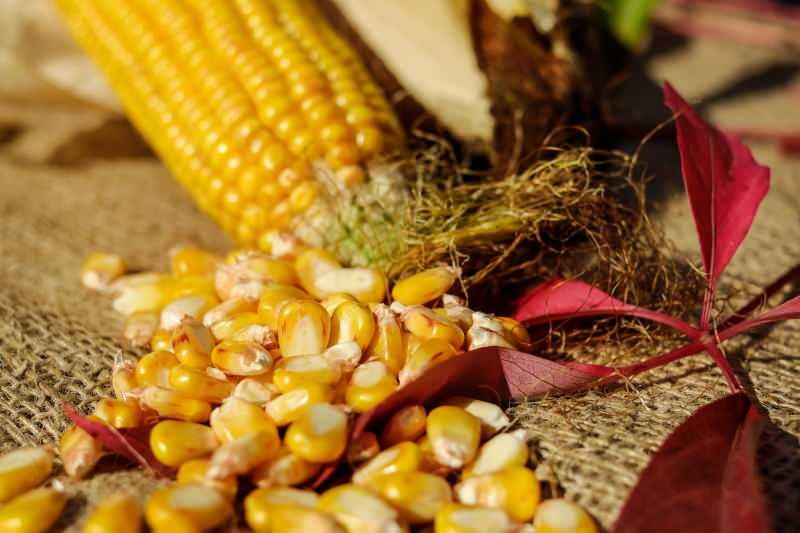 Hvordan opbevares majs? Sådan tilberedes vinterkorn