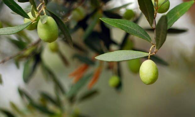 Olivenblade