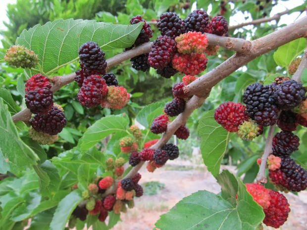mulberry fordele for huden