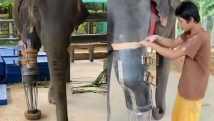 De unge sociale medier rystede dit proteseben for elefanter! 