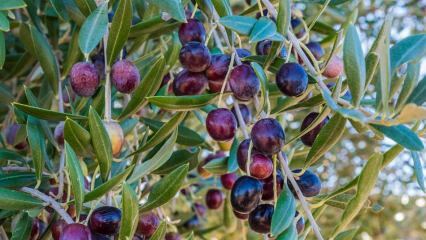 Hvad er fordelene ved oliven? Hvordan forbruges olivenblad? Hvis du sluger olivenfrø ...
