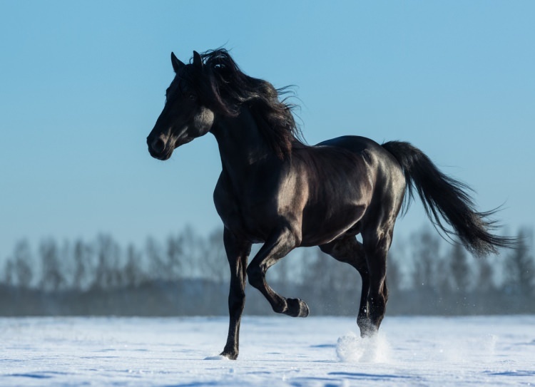 Hvordan siger man en hest i en drøm? Hvad er meningen med at se en hest i drøm?